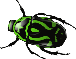 Green Beetle 	 Clip Art