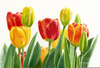 Tulips Clipart Images Image