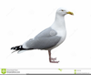 Free Seagull Vector Clipart Image