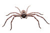 Types Hunting Spiders Image