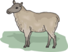 Ewe Clip Art