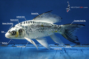 Kawarimono Koi Image