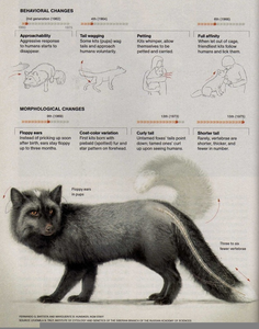Silver Fox Kit Image