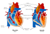 Human Healthy Pumping Heart En Clip Art