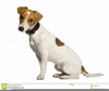 Jack Russell Clipart Image