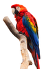 Scarlet Macaw Isolated Image