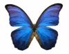 Butterfly Clip Art