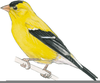 Finch Clipart Image