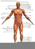 Free Cliparts Body Parts Image