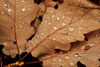 Water Drops On Leaves Aj Image