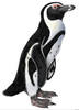 Little Penguin Clipart Image