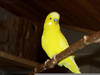 Yellow Parakeet Image