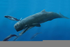 Prehistoric Killer Whales Image