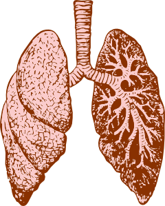 Lungs Clip Art