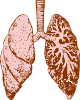 Lungs Clip Art