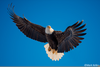 Free Clipart Of Eagles Soaring Image