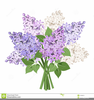 Clipart Free Lilacs Image