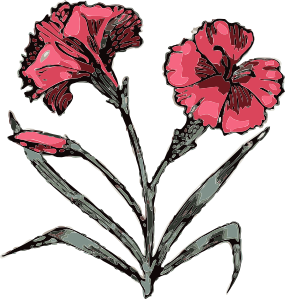 Carnation Flower Clip Art