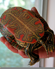 Painted Belly Turtle Image