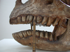 Herbivore Dinosaurs Teeth Image