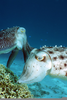 Cuttlefish Laying Eggs Image