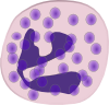 Neutrophil Granulocyte Clip Art