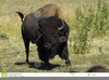 American Bison Clipart Image