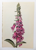 Foxglove Botanical Drawing Image