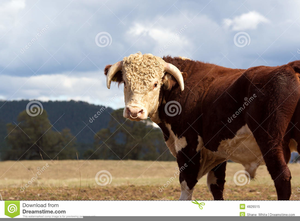 Hereford Bull Clipart Image