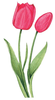 Single Tulip Free Clipart Image