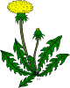 Flower Dandelion Clip Art