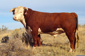 Hereford Cow Clipart Image