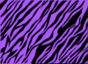 Purple And Black Zebra Print Clip Art
