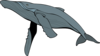 Big-blue-whale Clip Art