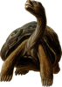 Prehistoric Turtle With Long Neck Clip Art