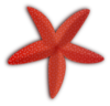 Starfish Clip Art