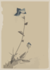 [blue Flower Blossom And Bud At The End Of A Stalk] Clip Art