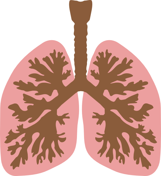 Lungs And Bronchus Clip Art at Clker.com - vector clip art online
