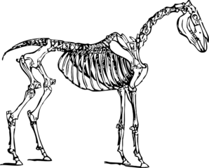 Horse Skeleton Clip Art