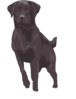 Labrador Clip Art