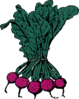 Root Cabbage Soda Clip Art
