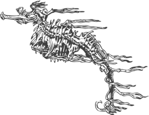 Skeleton Seahorse Edit Clip Art