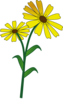 Daisy3 Clip Art