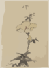 [yellow Blossom With Bud On A Stalk Above Leaves] Clip Art