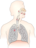 Lungs Clip Art