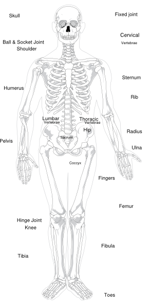 Labeled Skeleton Clip Art at Clker.com - vector clip art online