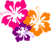 Hibiscus Color Trio Clip Art
