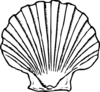 White Seashell Clip Art