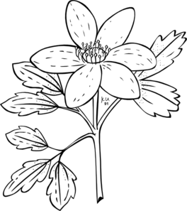 Anemone Flower Clip Art