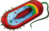 Prokarytoci Cell Clip Art